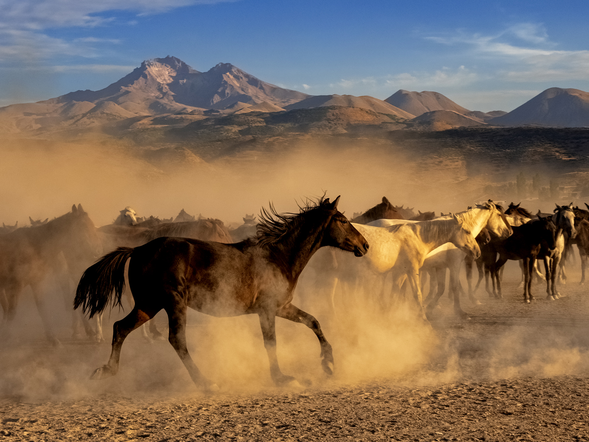 October 2023 - Print - Ruth Plucinski - Wild Wild Horses